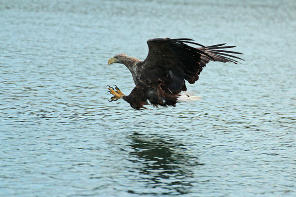 Seeadler beim Fischfang