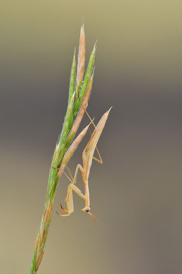 Gottesanbeterin subadult
