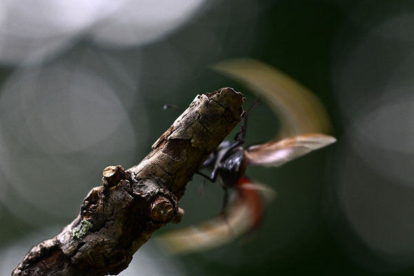 Hirschkäfer im Abflug