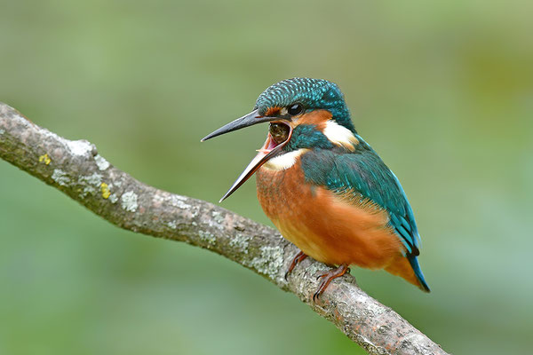 Eisvogel Weibchen mit Speiballen, Gewölle