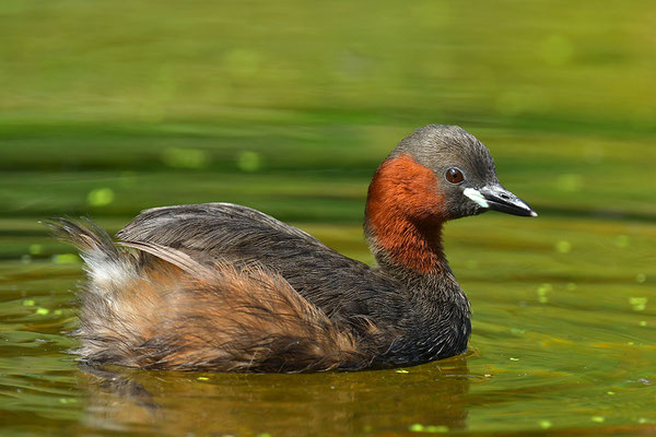 Zwergtaucher