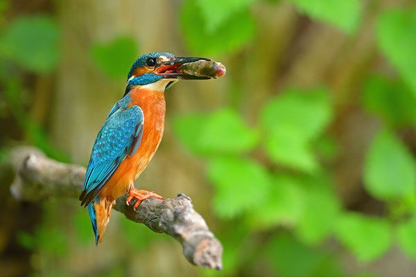 Eisvogel fütternd
