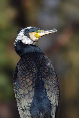Kormoran