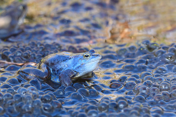 Moorfrosch