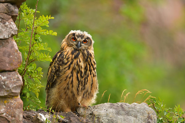 Uhu Jungvogel