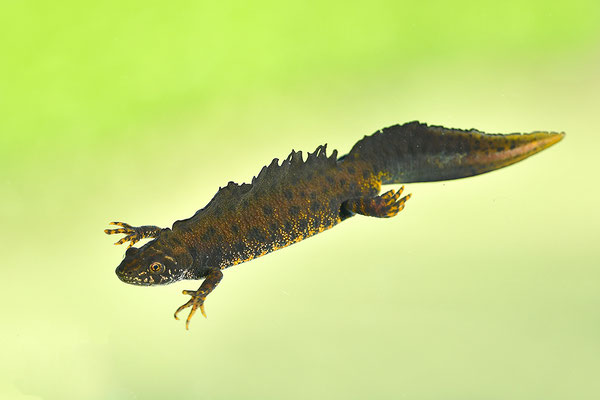 Kammmolch Männchen