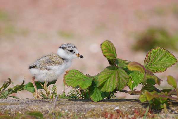 Sandregenpfeifer Jungvogel