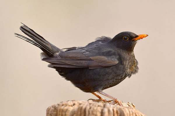 Amsel Männchen
