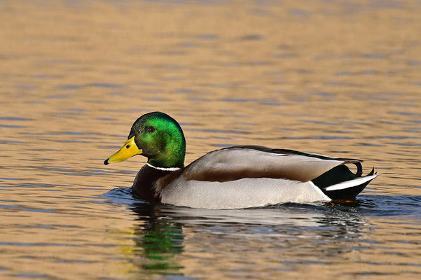 Stockente