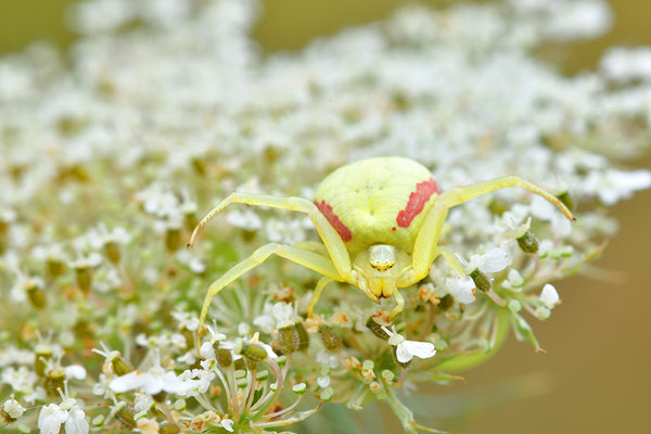 Veränderliche Krabbenspinne
