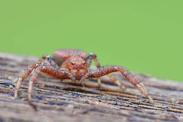 Krabbenspinne