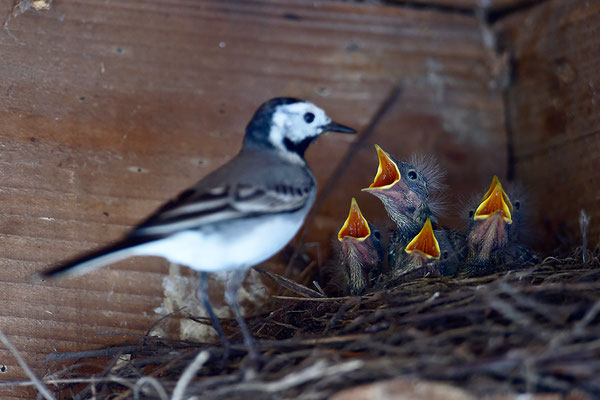  Bachstelze am Nest