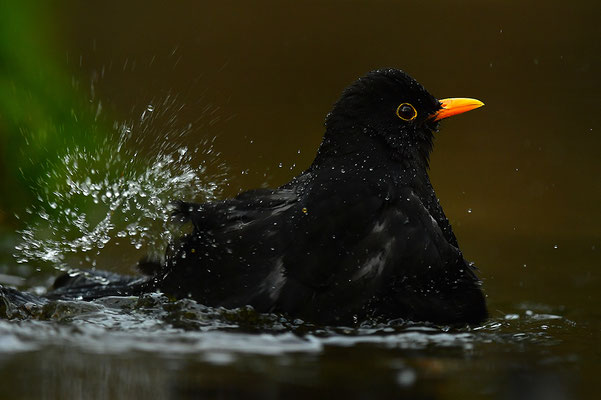 Amsel Männchen beim Baden