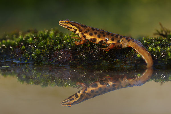 Teichmolch Männchen