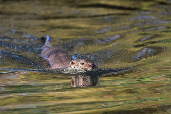 Fischotter