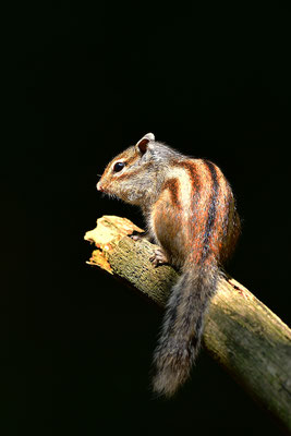 Sibirisches Streifenhörnchen