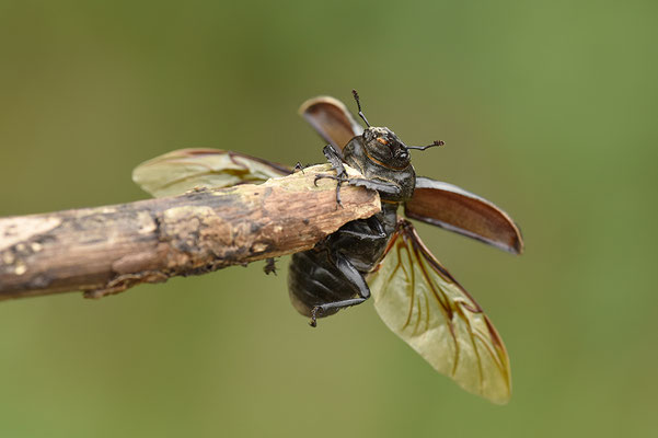 Hirschkäfer Weibchen landend
