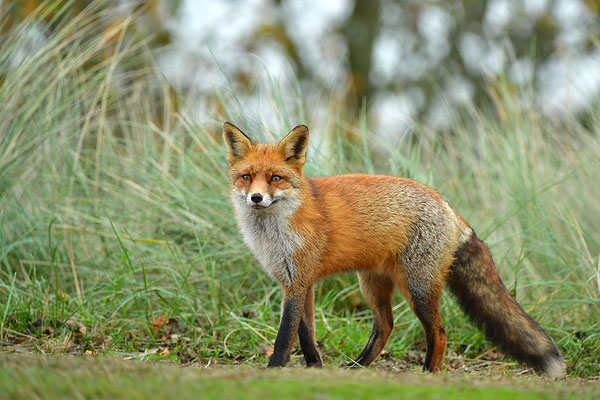 Fuchs