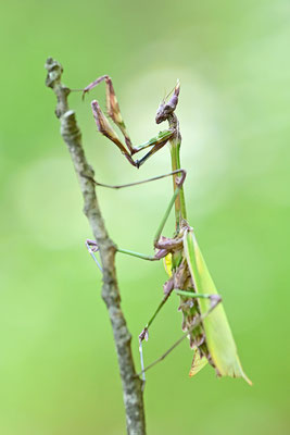 Empuse, Empusa fasciata