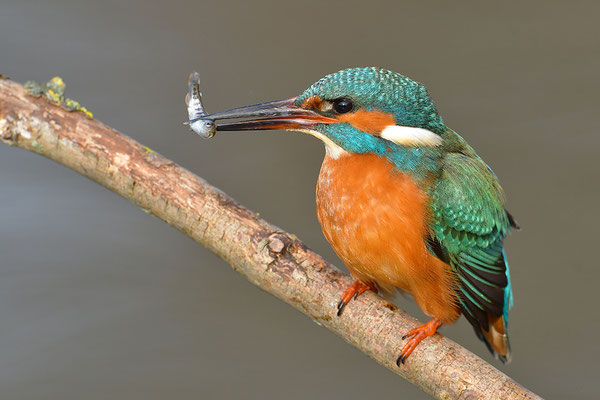 Eisvogel mit Beute