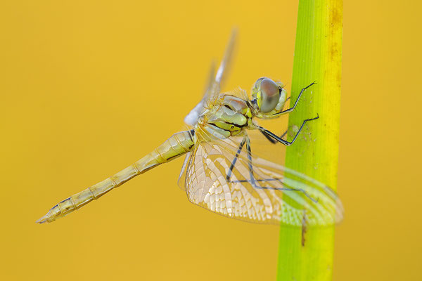 Heidelibelle