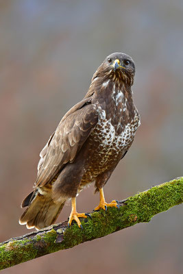 Mäusebussard