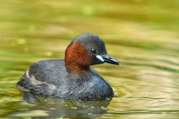 Zwergtaucher