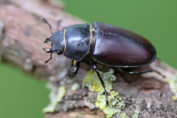 Hirschkäfer Weibchen