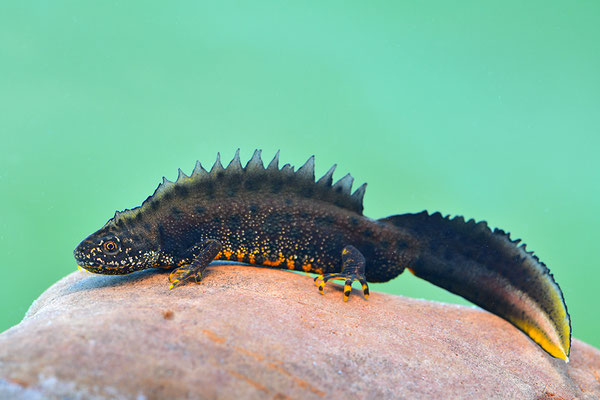 Kammmolch Männchen