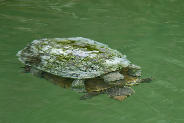Balkan-Bachschildkröte Paarung
