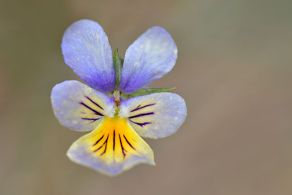 Galmeiveilchen blaue Form