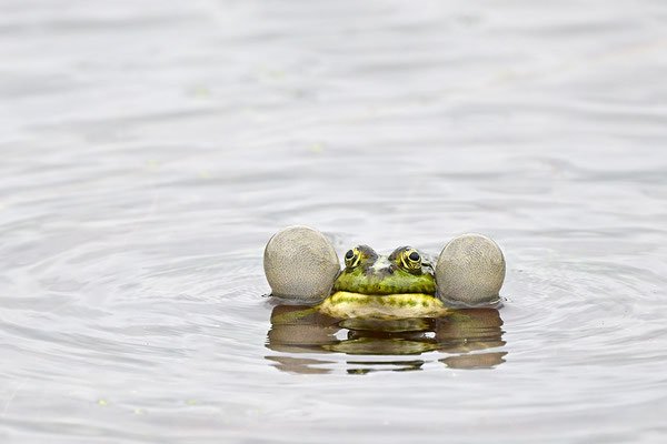 Seefrosch