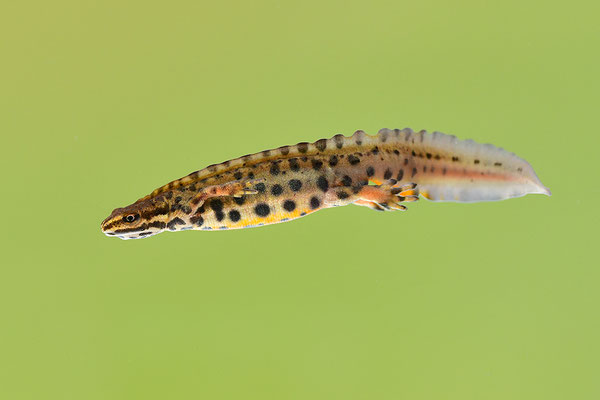 Teichmolch Männchen