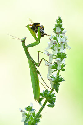 Gottesanbeterin Weibchen frisst eine Hummel