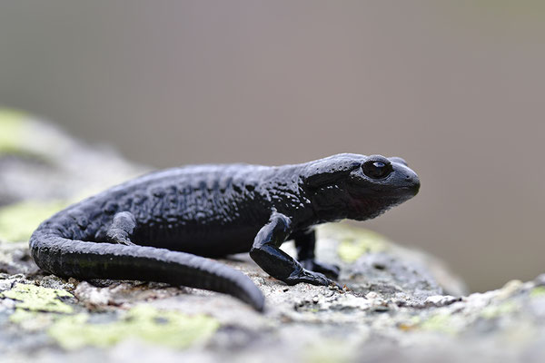 Alpensalamander