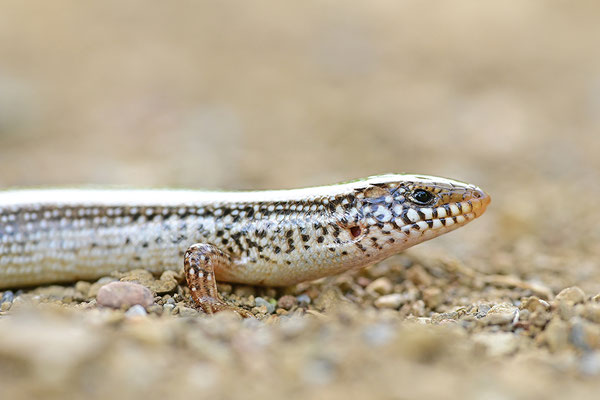 Gestreifter Walzenskink