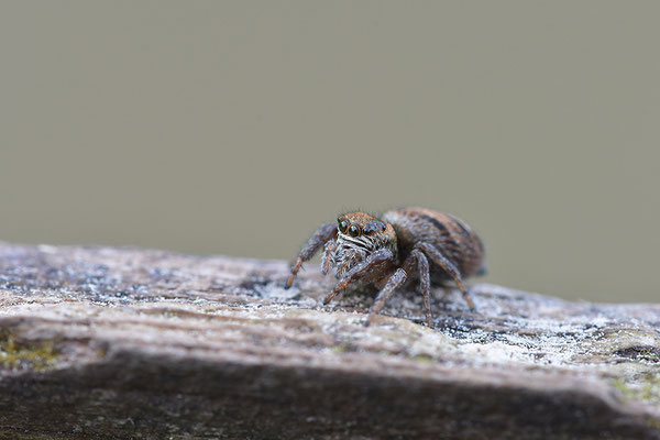 Springspinne