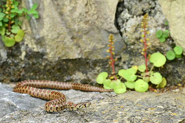 Leopardnatter