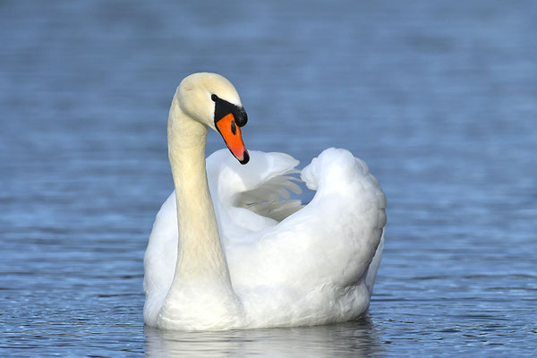 Höckerschwan