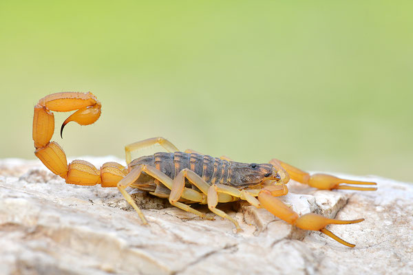Gemeiner Skorpion
