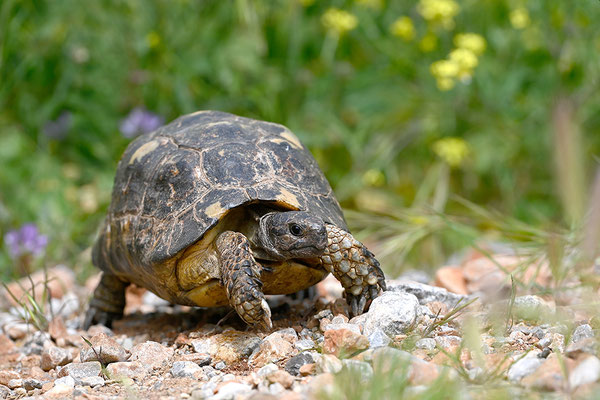 Breitrandschildkröte
