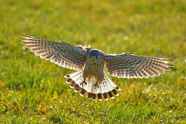 Turmfalke im Anflug