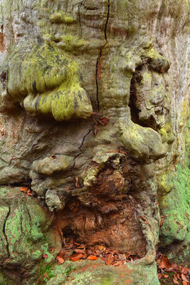 Urwald Sababurg