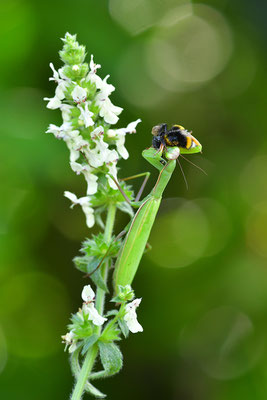 Gottesanbeterin Weibchen frisst eine Hummel