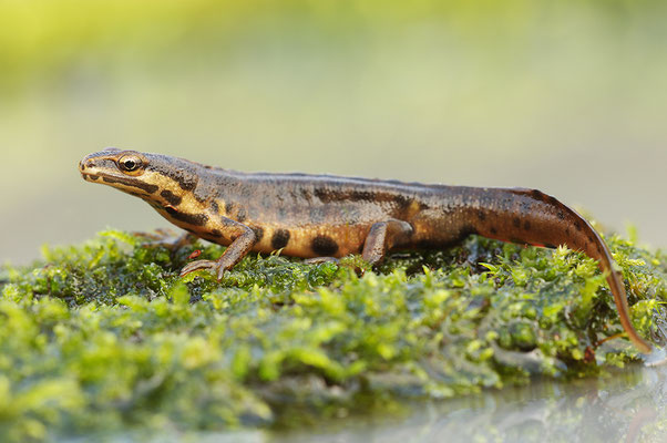 Teichmolch Männchen