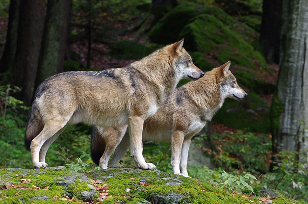 Wölfe, Nationalpark Bayrischer Wald Tierfreigelände Neuschönau