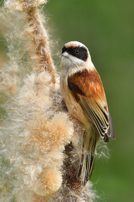 Beutelmeise