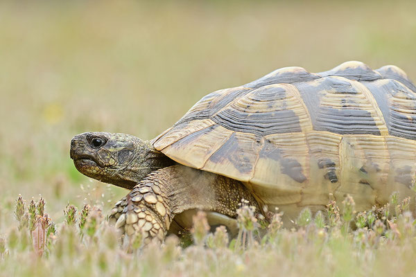 Griechische Landschildkröte