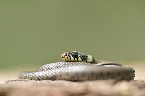Ringelnatter