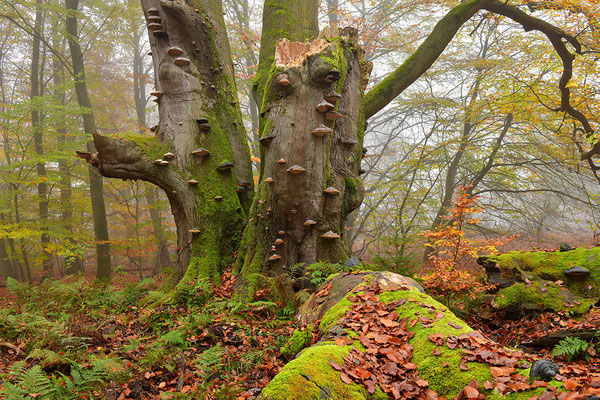 Urwald Sababurg